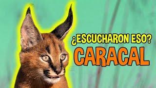 el CARACAL podría escuchar tus conversaciones ️