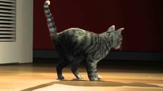 3D cat animation - Student work - www.animation-Ateam.com