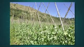 Amazing Ansagan: I am a farmer. I am from Ansagan.