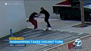 Woman caught on video stealing dog, attacking owner in California