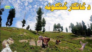 natural beauty kunar Afghanistan څانګار ځنګلونه/کونړ افغانستان