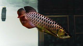 Most Beautiful Crossback Blue Base Arowana | Super Rare Arowana in Asia