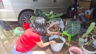 Vlog .. Repotting2 Tanaman Hias Dirumah 