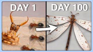 100 day progress of an AGGRESSIVE antlion! (Antlion lifecycle)