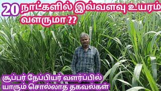 Best Grass For Cattle In India | High Yield Green Fodder For Cattle Farm | Super Napier | தீவனபுல்