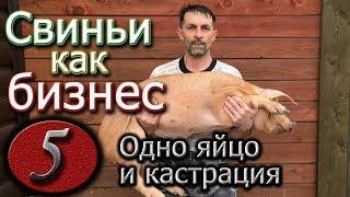 ПОРОСЕНОК С ОДНИМ ЯЙЦОМ