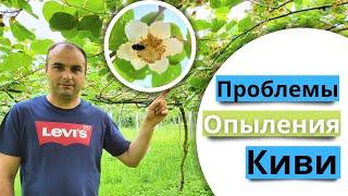 Проблемы опыления у киви. Как цветут киви.