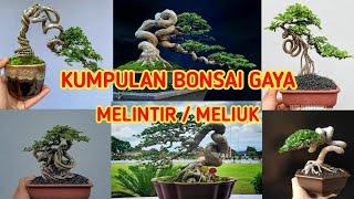 16 INSPIRASI BONSAI GAYA (MELINTIR / MELIUK EKSTRIM)