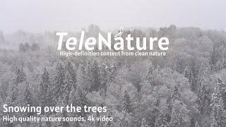 Snowing over the trees ️ Nature sounds, No music, 4K video