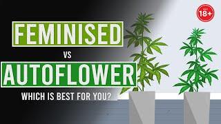 Auto-Flowering vs Feminised: Which is best for you?