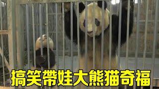 Giant panda Qifu took his children to sell miserably begging for food. Unfortunately  Fushun only w