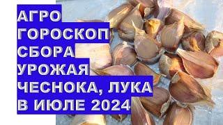 Агрогороскоп сбора урожая чеснока лука в июле 2024 Agrogoroscope of garlic and onion harvest in July