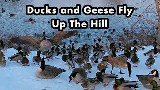 Mallard Ducks and Canada Geese In The Winter - Geese and Ducks Flying Towards Me - Bird Sounds