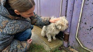 Heartbroken Dog Sits at Gate for Days After Being Kicked Out of Yard