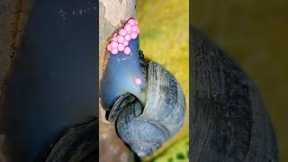 Let's see how snails lay eggs  | Tropical Forest Bees #snails