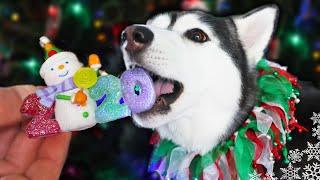 My Huskies Help Decorate The Christmas Tree  2020