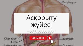 Асқорыту жүйесінің анатомиясы және физиологиясы/Асқорыту жүйесі қалай жұмыс жасайды?