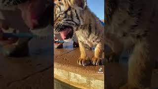 Have you ever wondered what a baby tiger moo sounds like?#zion #tiger #fyp