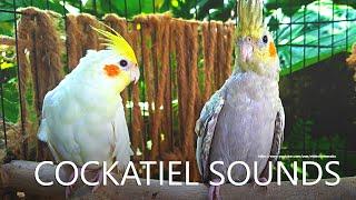 Cockatiel Sounds - Lutino and Pearl From Nono