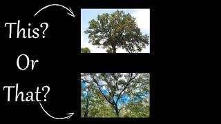 Live Oak or Laurel Oak