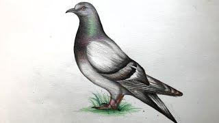 pigeon drawing by dom's colour pencil