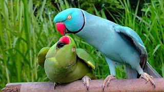 Funny Ringneck Parrot Talking Video | Mitthu Mitthu