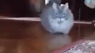 Cat walking towards camera meme