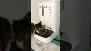 The best automatic feeder! #cats #catlover #automaticfeeder #petkit