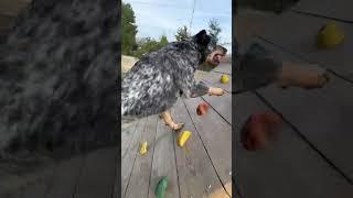 Blue Heeler Agility Training