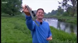 Grass Snakes on Springwatch (2018)