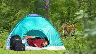 Tiger attack man in forest | Royal, bengal tiger attack | Tiger attack video stories