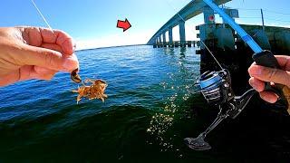 BRIDGE FISHING with LIVE CRABS and Caught THIS! (Catch and Cook)