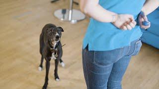 How to Train Your Dog Using a Clicker | The Battersea Way