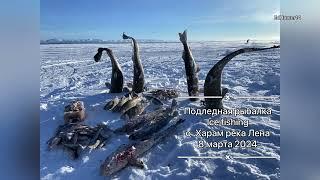 Зарисовка с подледной рыбалки Ice Fishing о. Харам река Лена / Налим щука и мелочь =)