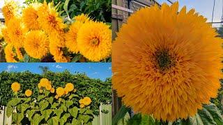 Teddy Bear Sunflower  Growing in Adelaide South Australia. Sunflower from Seeds to Bloom.