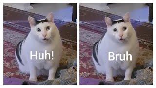 Huh! vs Bruh Cat which is Good?