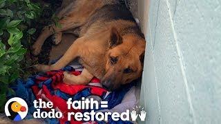 Stray Dog Living on Side of a Building and too Scared to Move | The Dodo Faith = Restored