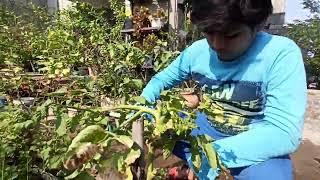 Tomatoes on rooftop garden