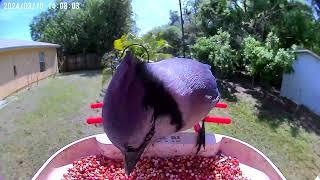 Bird Camera Blue Jay