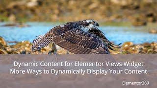 Dynamic Content for Elementor Views Widget – More Ways to Dynamically Display Your Content