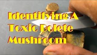 Identifying A Toxic Bolete Mushroom