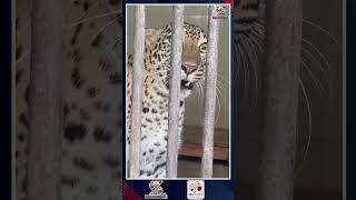 Hanumakonda Zoopark | Exclusive coverage by Jai Swarajya World TV from Warangal Zoopark #shortsfeed