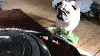 Funny Pug Scared Of Henry the Hoover