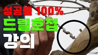 4계절 가능한데 확률이 100%?!ㅣ 누구나 쉽게 가능한 접목 ㅣ 똥손도 가능한 접목