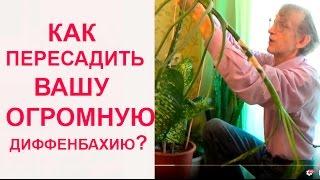 Диффенбахия: Пересадка и Черенкование: Как Это Сделать?