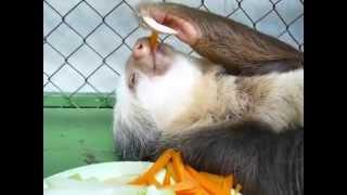 Ленивец обедает - lazybones