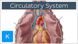 Circulatory system - Function, Definition - Human Anatomy | Kenhub