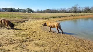 Boerbull playtime