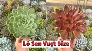 Cứ sen to đẹp là mình thích thui | succulent Gia Nghia