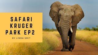 Epic elephant sighting | Wildlife photography in Kruger National Park Lower Sabie South Africa - Ep2